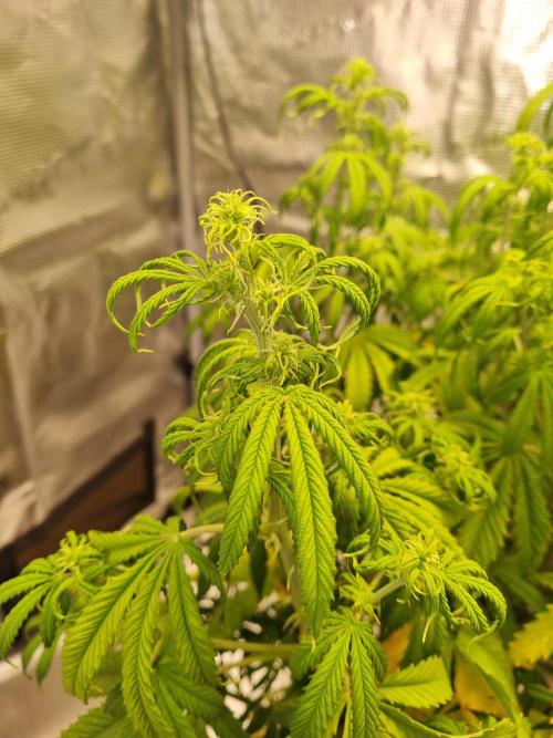 My Zoe Purple Queen Automatic (RQS). Week 8