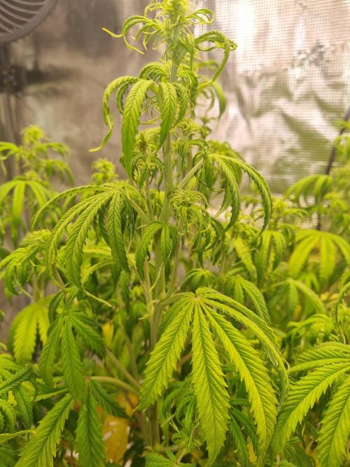 My Zoe Purple Queen Automatic (RQS). Week 8