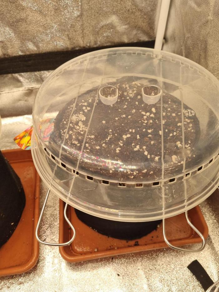 Purple Haze Auto #13 #01. Week 0 - Tag 0