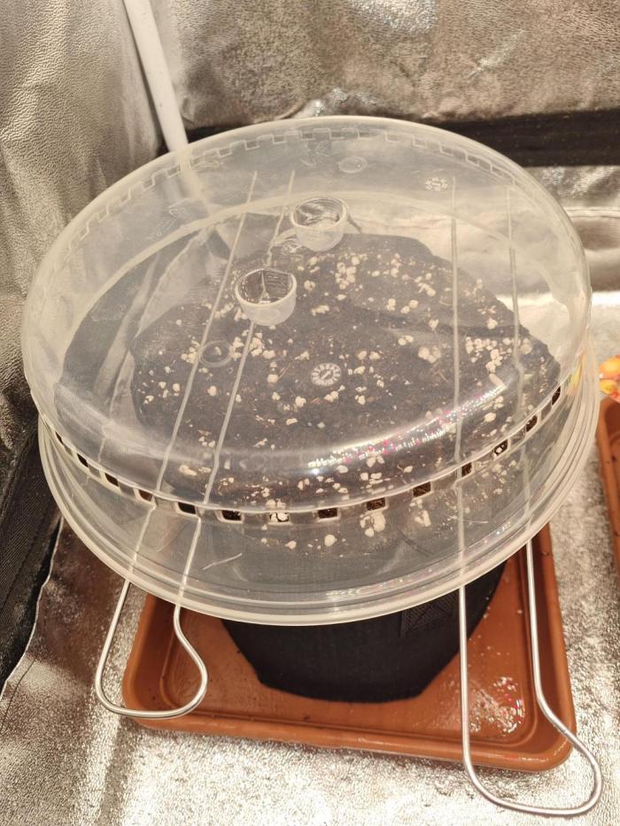 Purple Haze Auto #14 #02. Week 0 - Tag 0