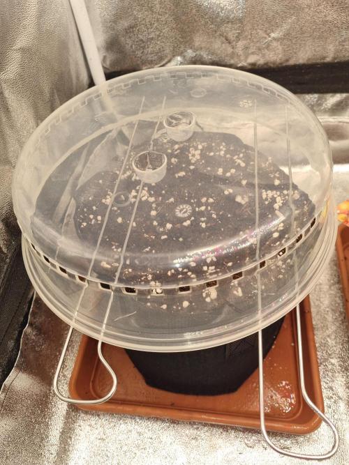 Purple Haze Auto #14 #02. Week 0 - Tag 0