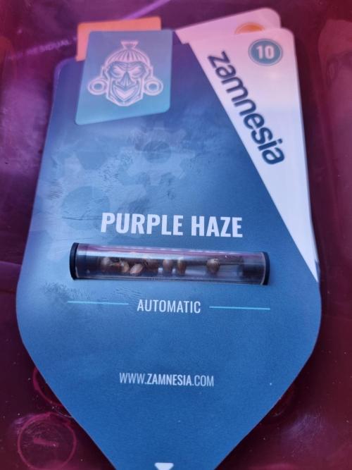 Purple Haze Auto #13 #01. Week 0