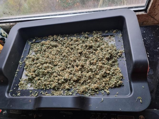 My Zoe Wurlz F1 Hybrid  Auto (Zamnesia). Week 12