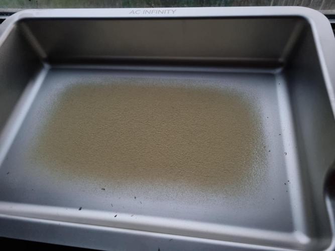 My Zoe Wurlz F1 Hybrid  Auto (Zamnesia). Week 12