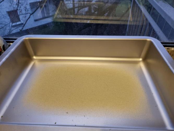 My Zoe Wurlz F1 Hybrid  Auto (Zamnesia). Week 12