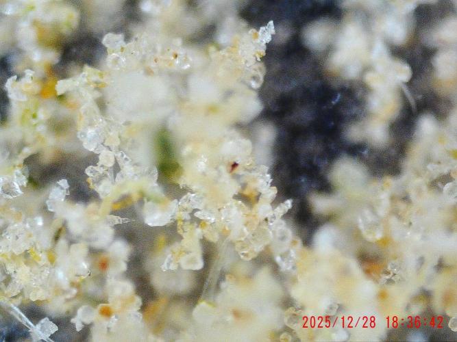 My Zoe Wurlz F1 Hybrid  Auto (Zamnesia). Week 12