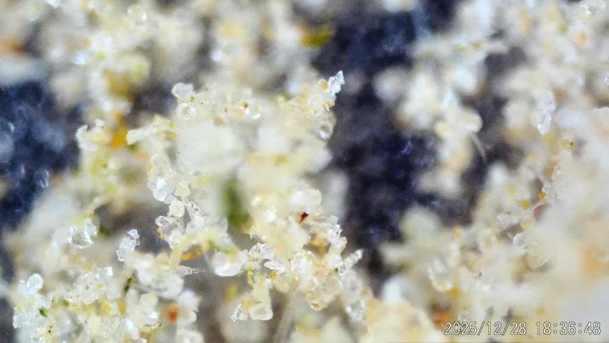 My Zoe Wurlz F1 Hybrid Auto (Zamnesia)