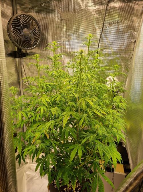 My Zoe Purple Queen Automatic (RQS). Week 8