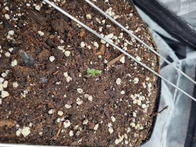 Purple Haze Auto #14 #02. Week 0 - Tag 5