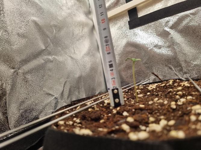 Purple Haze Auto #14 #02. Week 0 - Tag 6