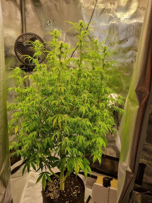 My Zoe Purple Queen Automatic (RQS). Week 9