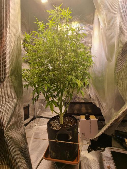 My Zoe Purple Queen Automatic (RQS). Week 9