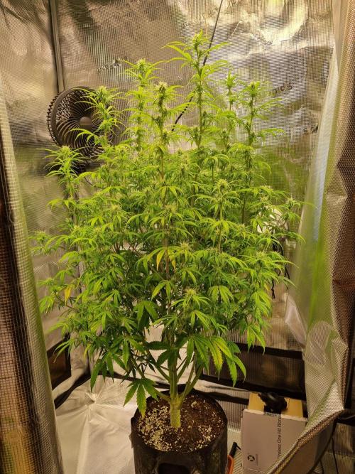 My Zoe Purple Queen Automatic (RQS). Week 9 - Tag 61 , 95cm