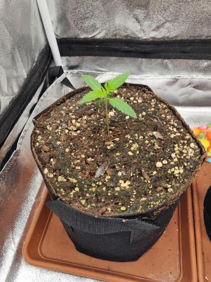 Purple Haze Auto #14 #02. Week 1 - Tag 13