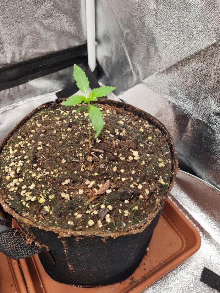 Purple Haze Auto #13 #01. Week 1 - Tag 13