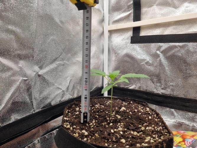 Purple Haze Auto #14 #02. Week 2 - Day 16