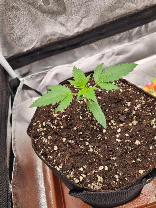 Purple Haze Auto #14 #02. Week 2 -  Day 16