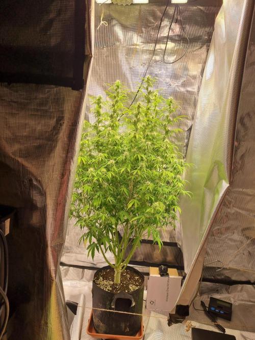 My Zoe Purple Queen Automatic (RQS). Week 10