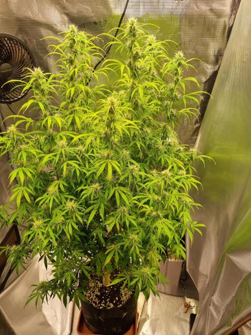 My Zoe Purple Queen Automatic (RQS). Week 10