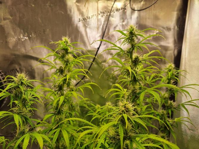 My Zoe Purple Queen Automatic (RQS). Week 10