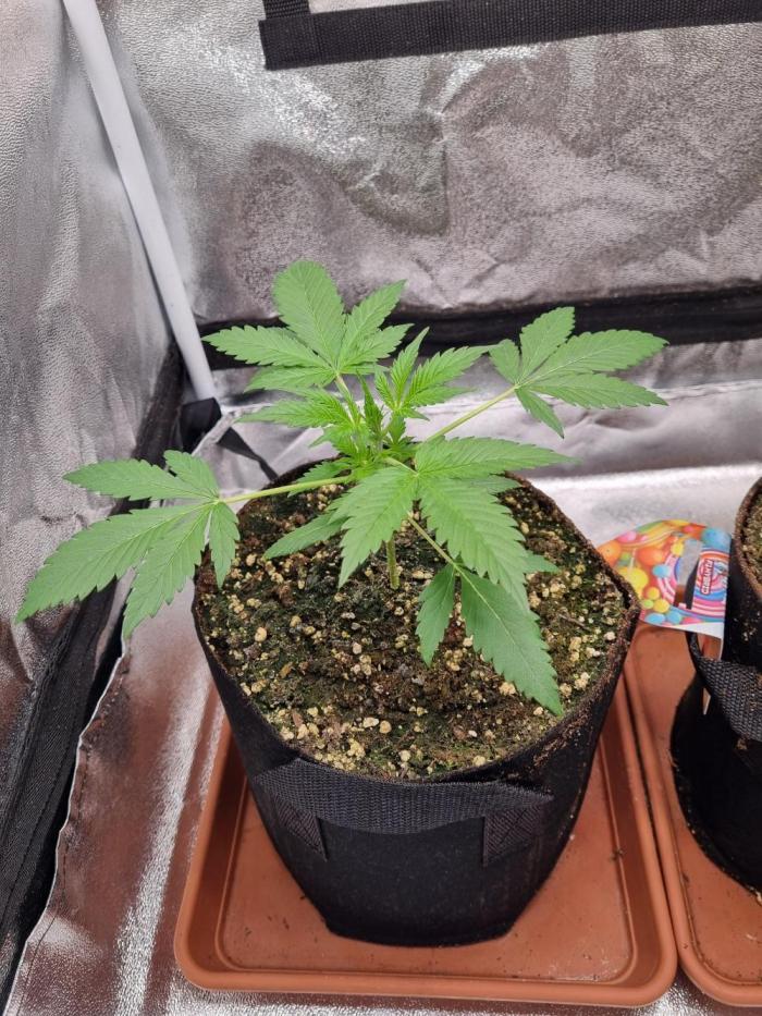 Purple Haze Auto #14 #02. Week 3 - Day 22