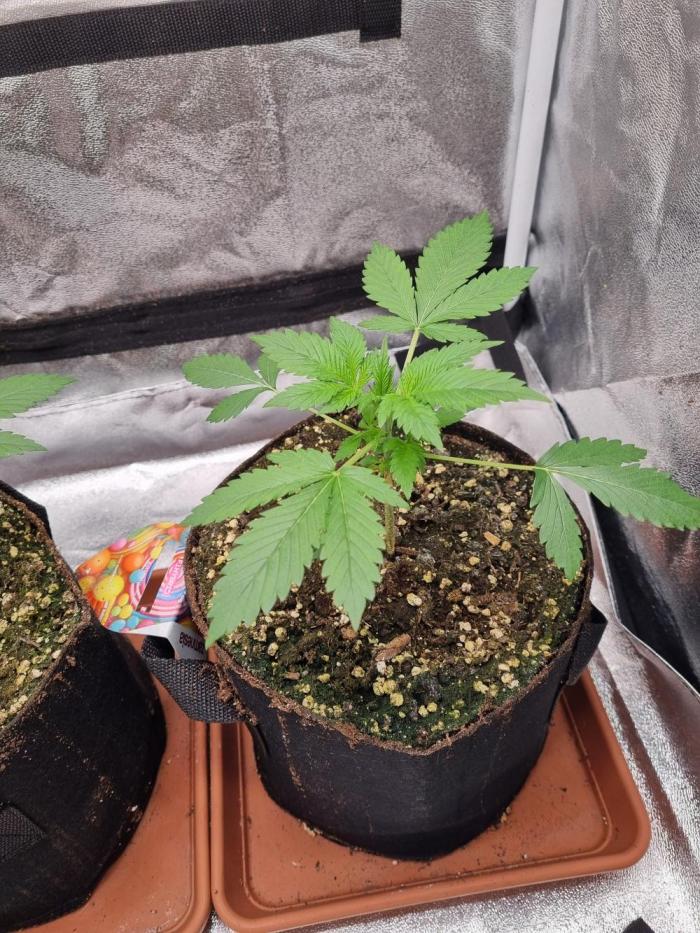 Purple Haze Auto #13 #01. Week 3 - Day 22