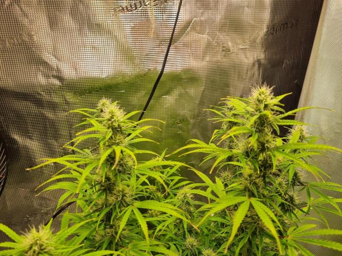 My Zoe Purple Queen Automatic (RQS). Week 10 - healthy as possible