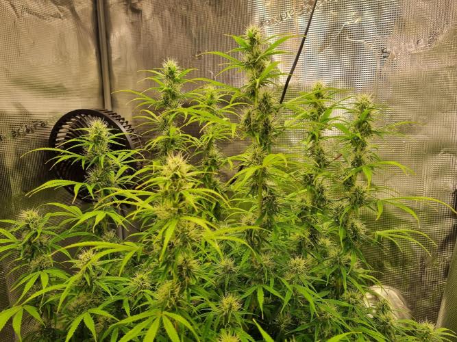 My Zoe Purple Queen Automatic (RQS). Week 10 - healthy as possible