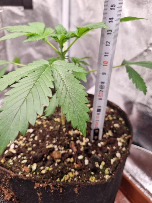 Purple Haze Auto #13 #01. Week 4 - Day 23