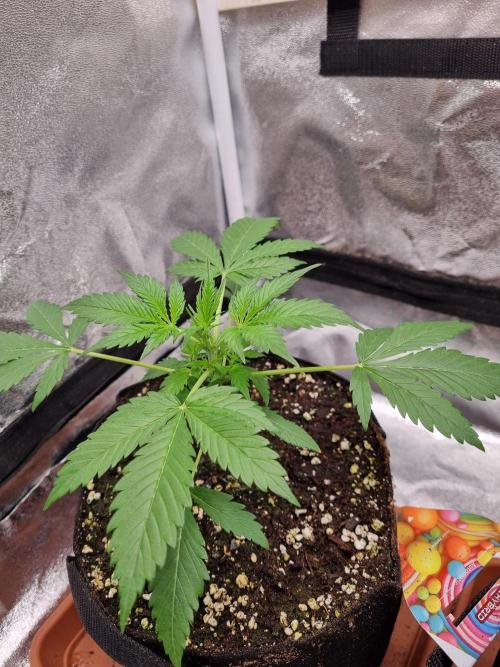 Purple Haze Auto #14 #02. Week 4 - Day 23