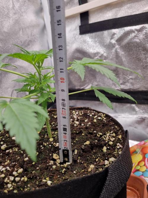 Purple Haze Auto #14 #02. Week 4 - Day 23