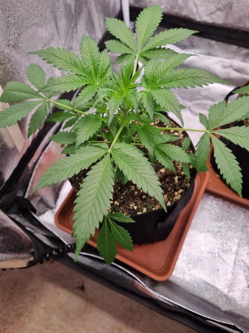 Purple Haze Auto #14 #02. Week 4 - Day 27