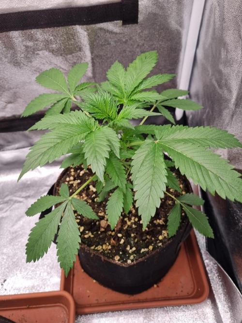 Purple Haze Auto #13 #01. Week 4 - Day 27
