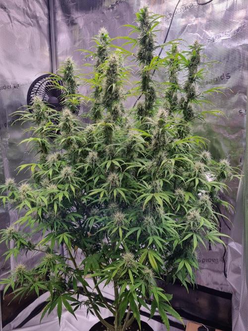 My Zoe Purple Queen Automatic (RQS). Week 11 - Day 76