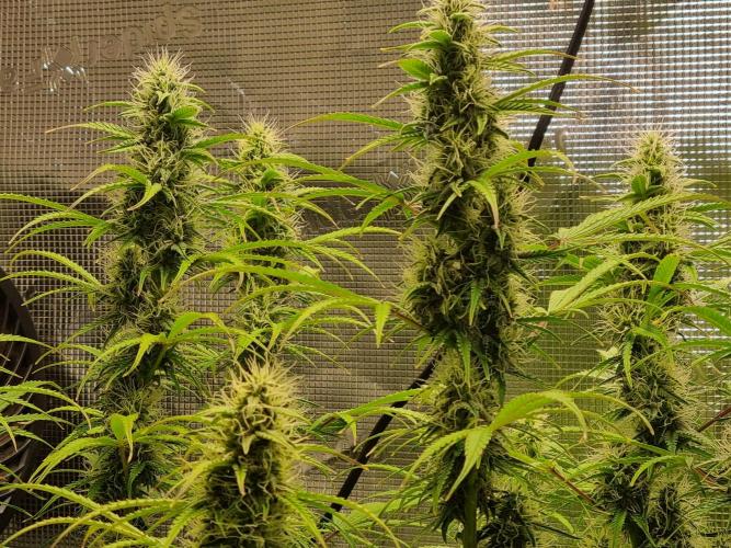 My Zoe Purple Queen Automatic (RQS). Week 11 - Day 76