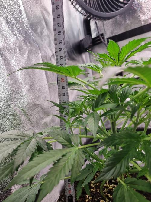 Purple Haze Auto #14 #02. Week 5 - Day 32