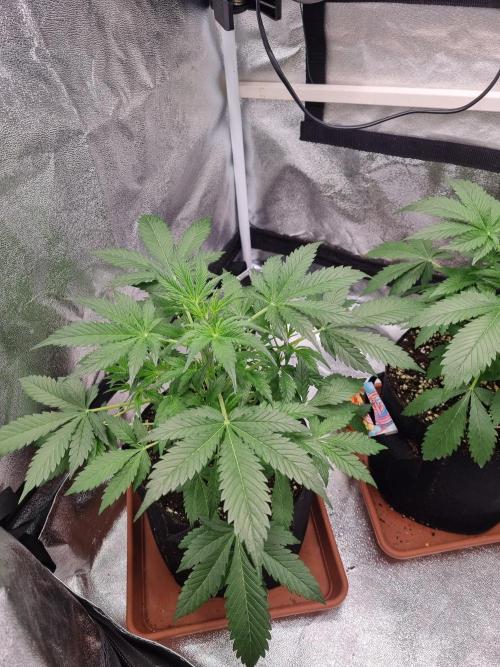 Purple Haze Auto #14 #02. Week 5 - Day 32