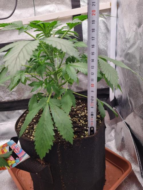 Purple Haze Auto #13 #01. Week 5 - Day 32