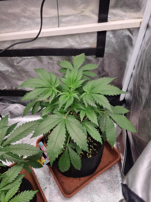 Purple Haze Auto #13 #01. Week 5 -  Day 32