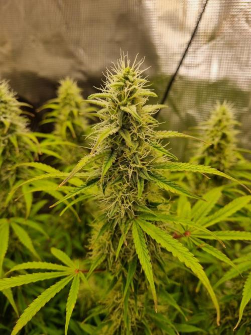 My Zoe Purple Queen Automatic (RQS). Week 12 - Day 79