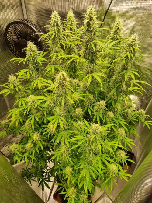 My Zoe Purple Queen Automatic (RQS). Week 12 - Day 79