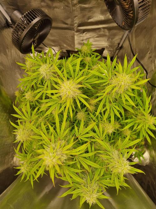 My Zoe Purple Queen Automatic (RQS). Week 12 - Day 79