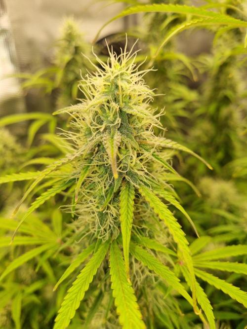 My Zoe Purple Queen Automatic (RQS). Week 12 - Day 79