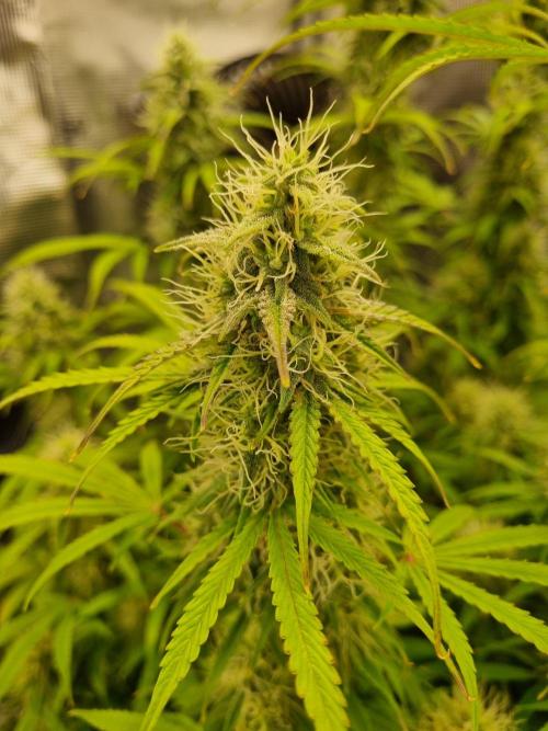 My Zoe Purple Queen Automatic (RQS). Week 12 - Day 79