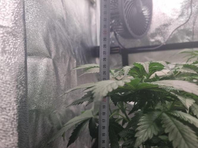 Purple Haze Auto #13 #01. Week 6 - Day 36