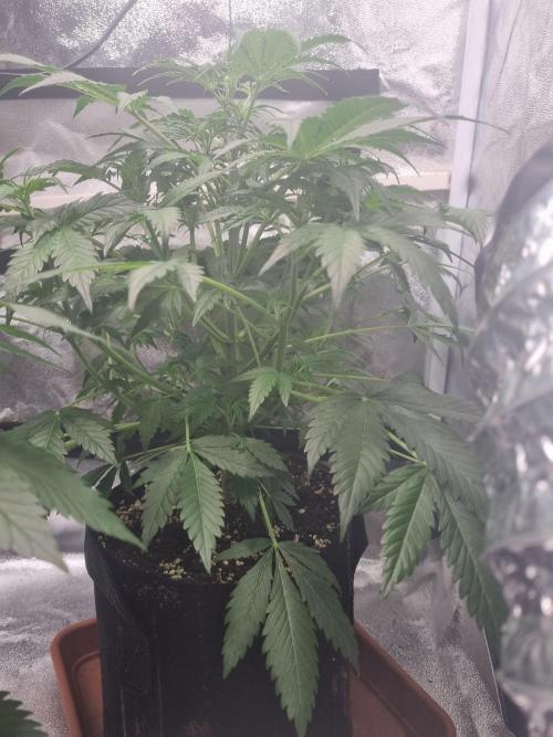 Purple Haze Auto #14 #02. Week 6 - Day 36