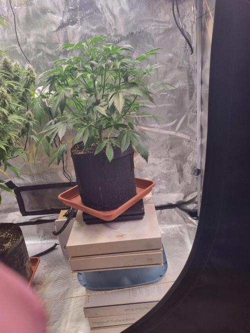 Purple Haze Auto #14 #02. Week 6 - Day 37 bloom tent