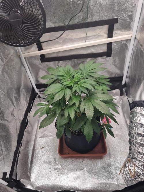 Purple Haze Auto #13 #01. Week 6 - Day 37 alone ... biger size ?