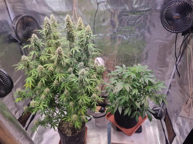 My Zoe Purple Queen Automatic (RQS). Week 13