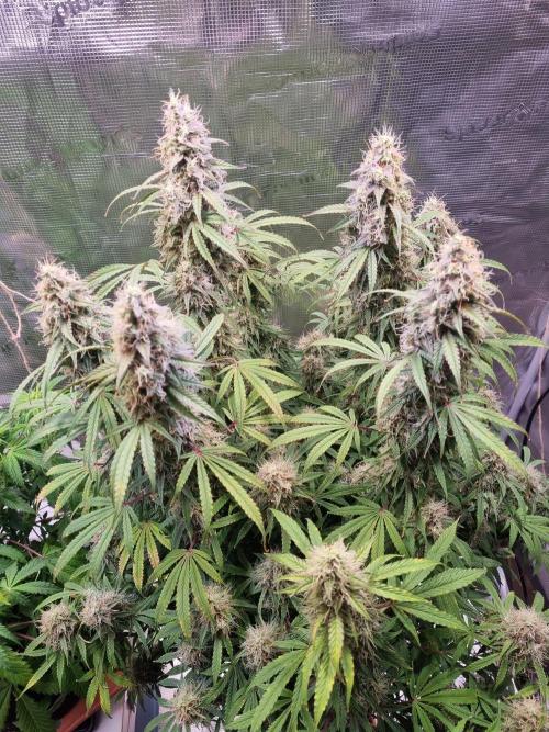 My Zoe Purple Queen Automatic (RQS). Week 13